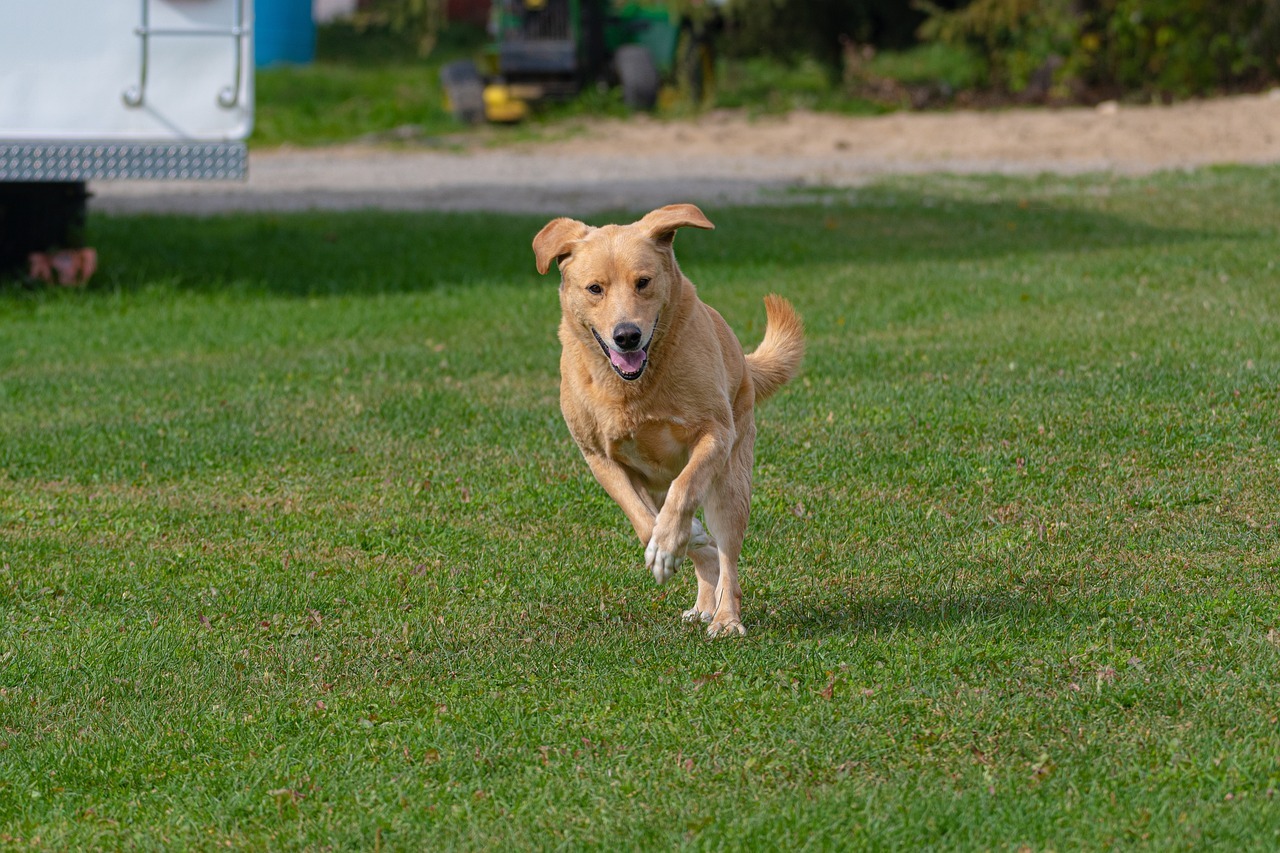 Fort Myers Lawn Mowing Service Cost